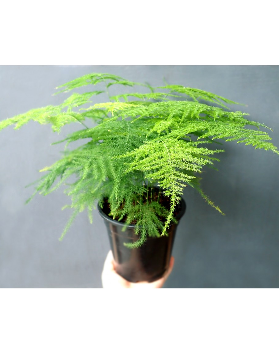 Asparagus Fern